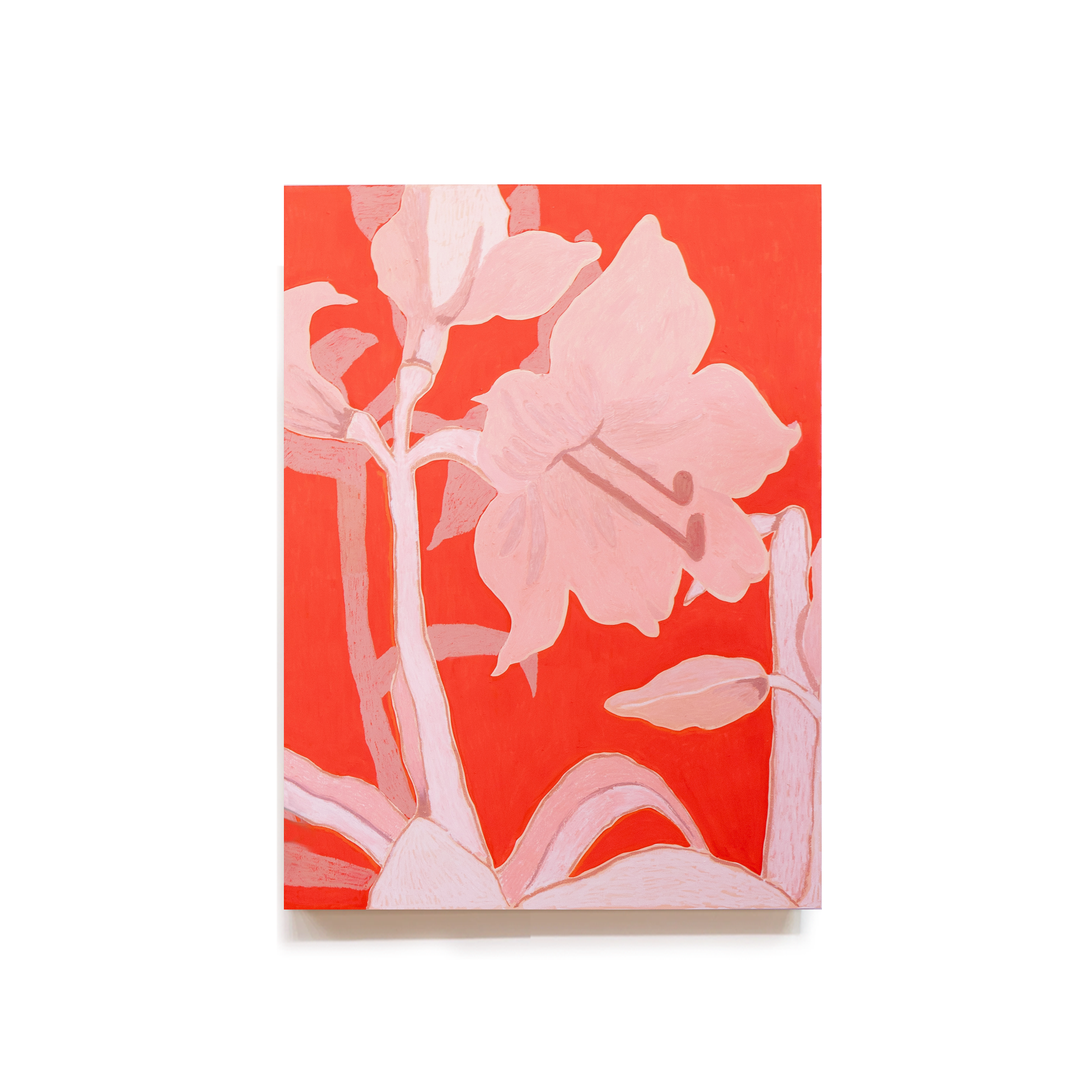 Amaryllis