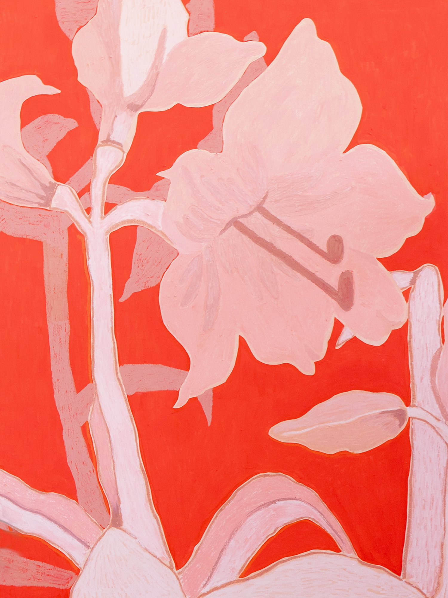 Amaryllis